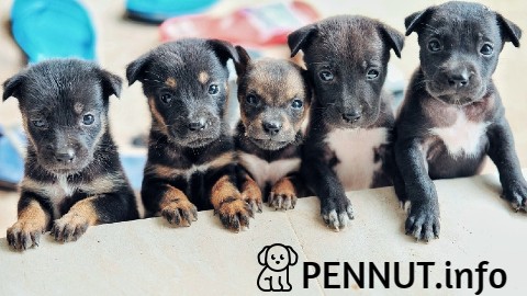c PENNUT.info